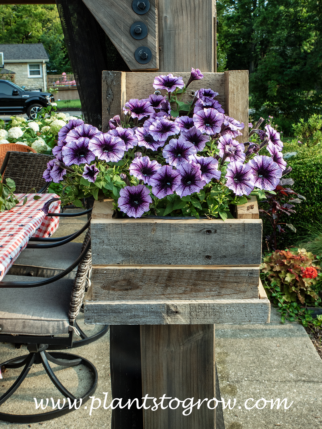 Petunia Sure Shot™ Blue Vein
The growing containers shown in these images are made from old pallets.